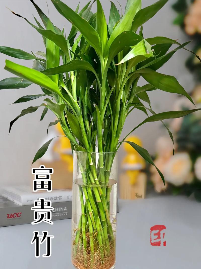 生根粉如何泡富贵竹