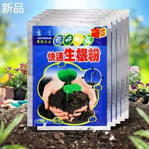 富贵竹如何用生根粉