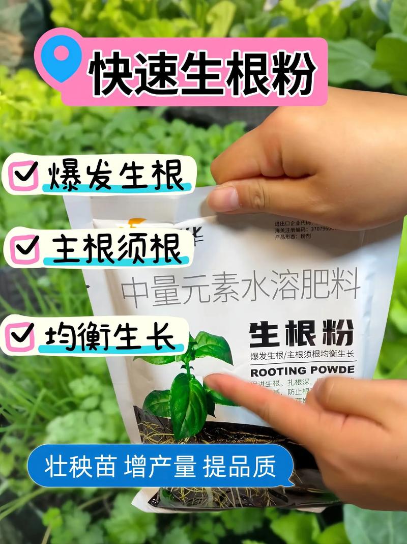富贵竹如何使用生根粉