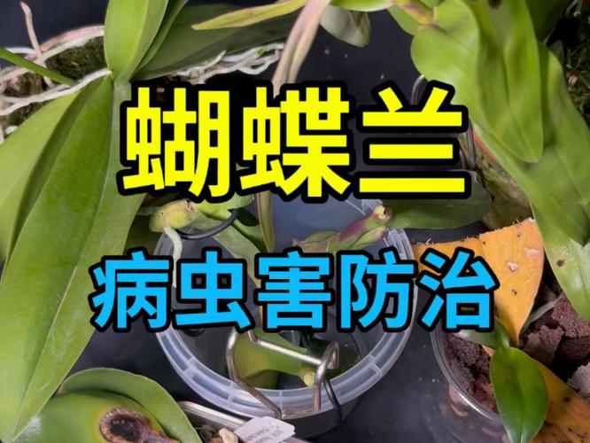 蝴蝶兰常见虫害及防治