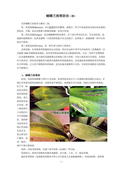 蝴蝶兰常见病虫害的防治