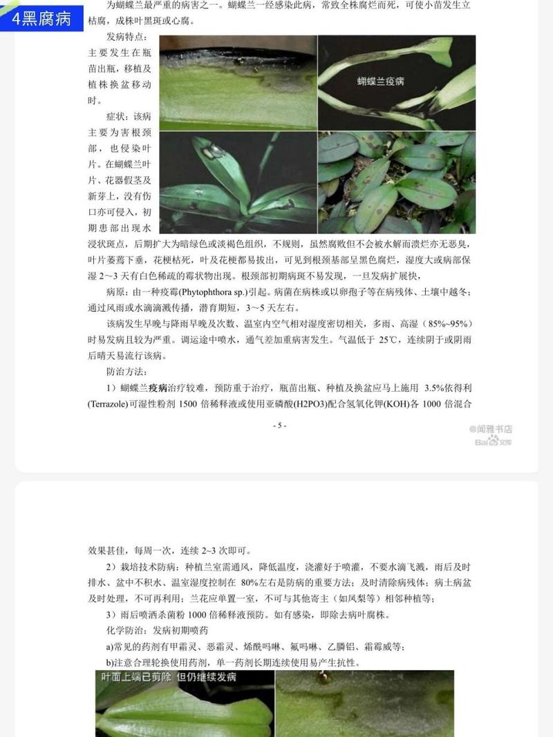 蝴蝶兰常见的病虫害有哪些及怎么防治?