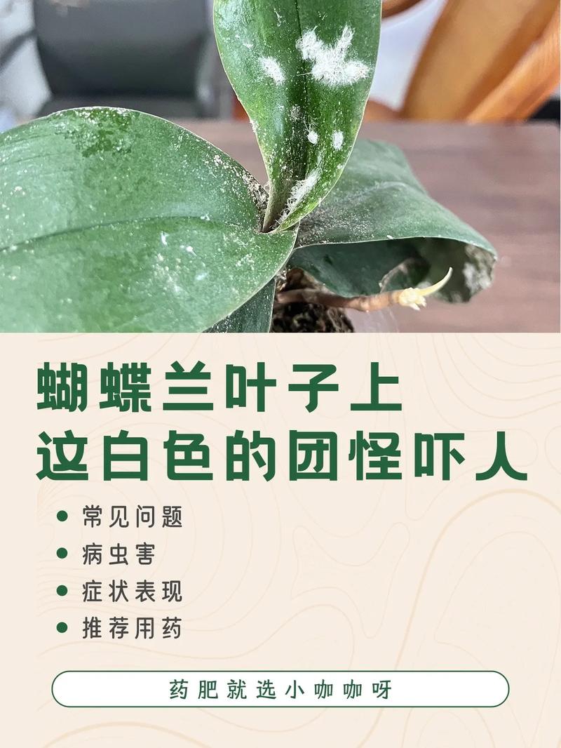 蝴蝶兰有哪些病虫害?如何防治?