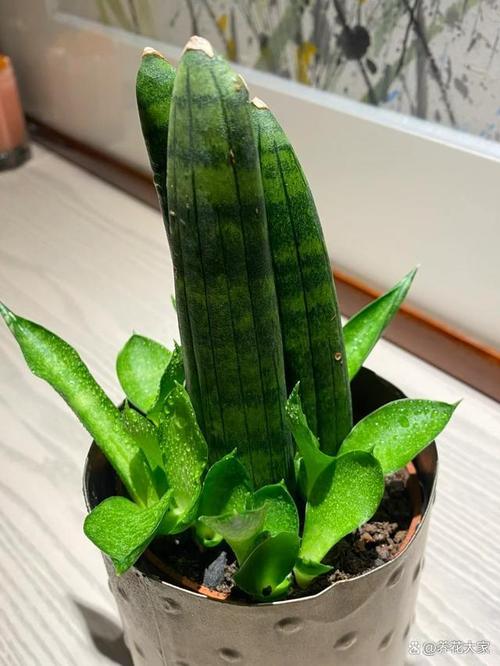这种花最怕冷一凉就容易死不管锅剩多少!