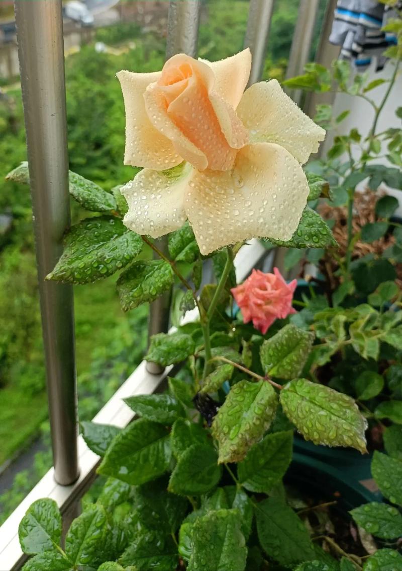 养花最怕的就是这个…一摊上花就死