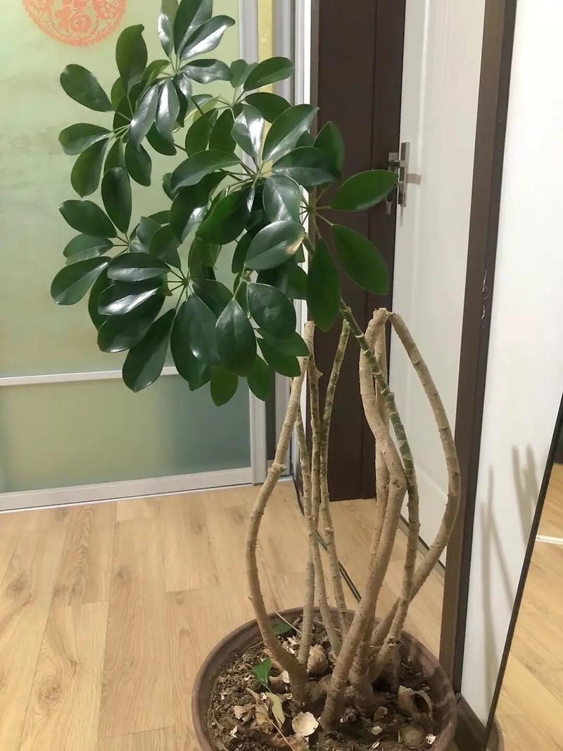 鸭掌木怎样剪才能长成独杆的?