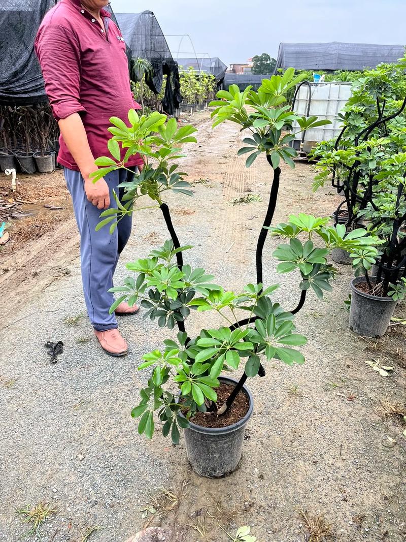 鸭掌木的一根独杆要怎么修剪?