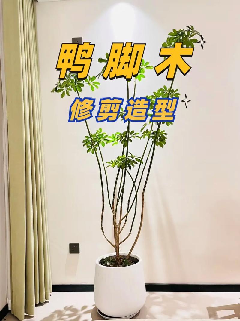 鸭掌木一根独杆怎么修