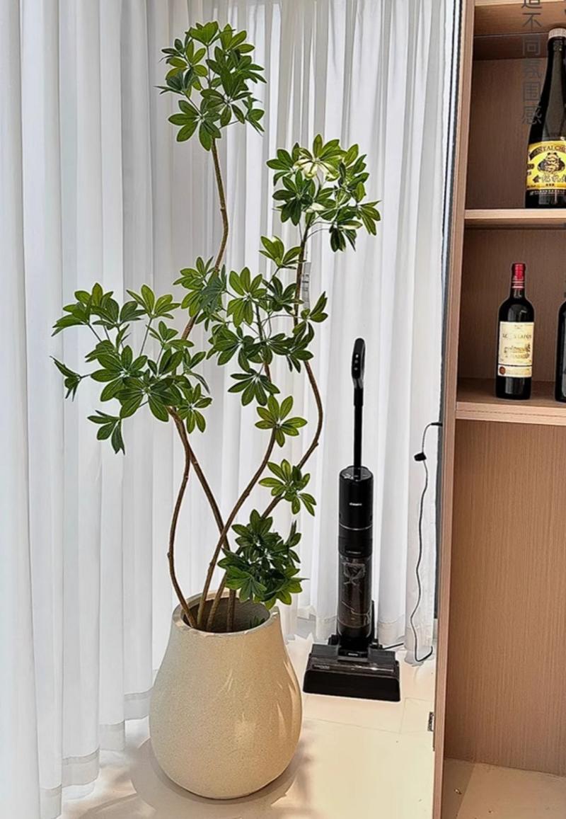 鸭掌木的独杆怎么修剪呢?
