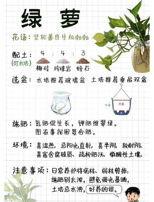 绿萝的养殖方法和注意事项