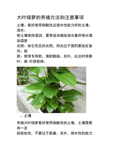 绿萝养殖方法和注意事项和技巧