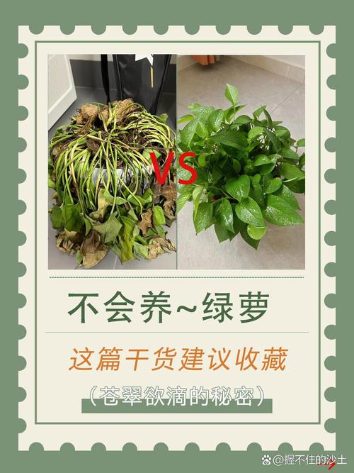 盆栽绿萝的养殖方法和注意事项