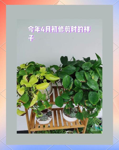 绿萝的养殖方法和注意事项有哪些