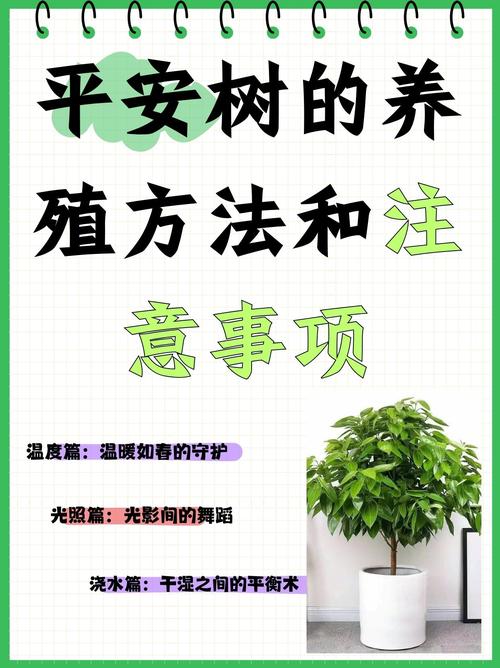 平安树浇水时间和正确方法