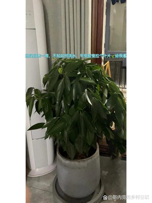 平安树多少天浇一次水