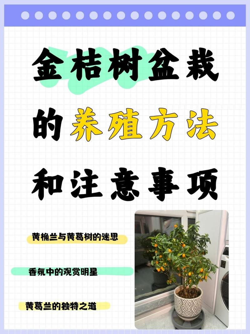 金桔什么时候开花结果