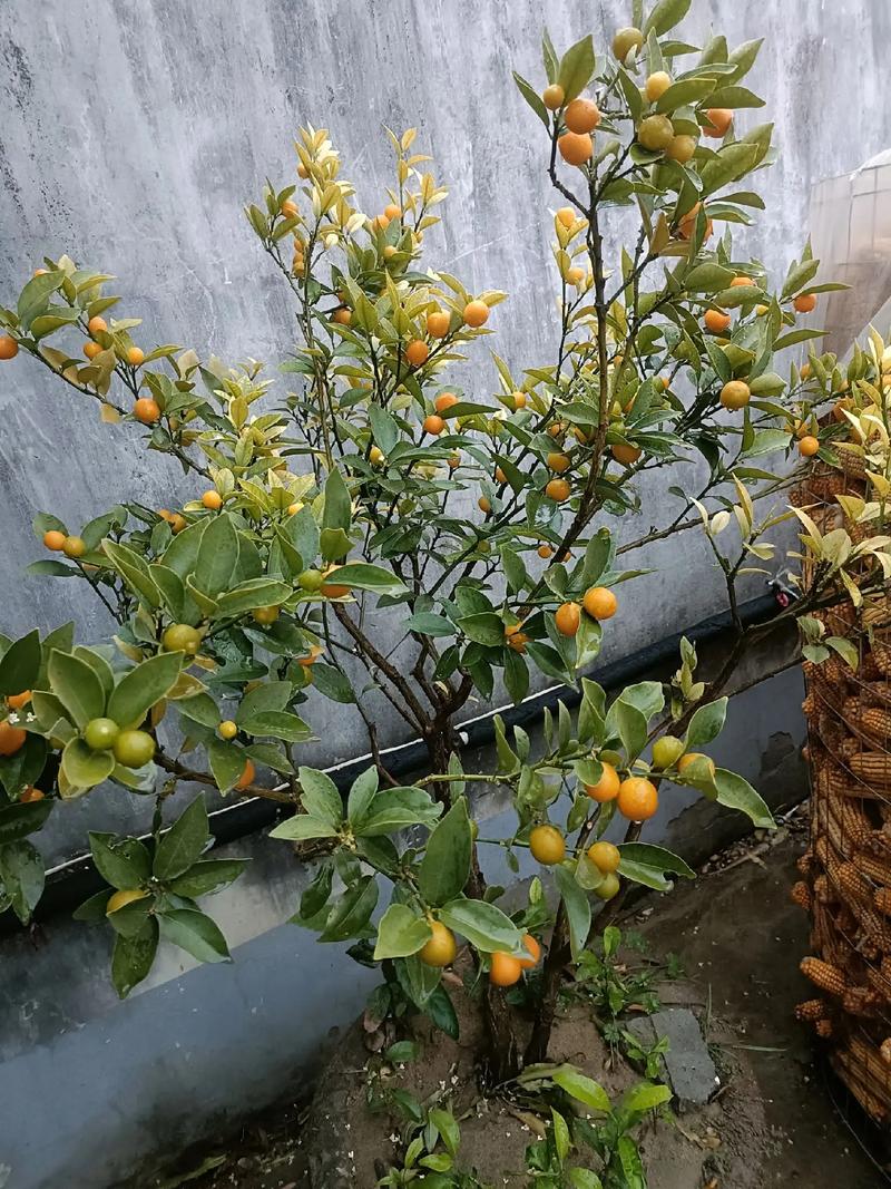 金橘什么时候开花结果?