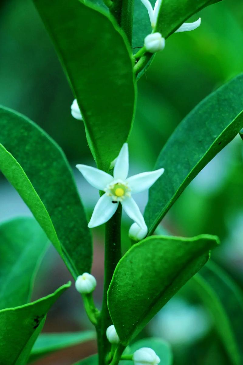 金桔树几月开花结果