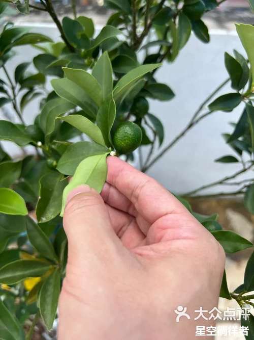 金桔树几月开花结果,什么时候开花结果
