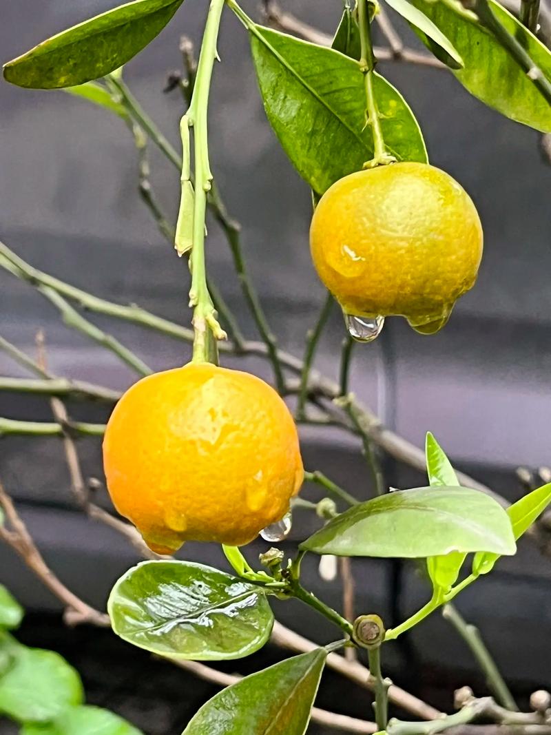 金桔几月份开花当年种植会结果吗