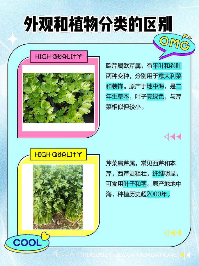 如何辨别意大利欧芹