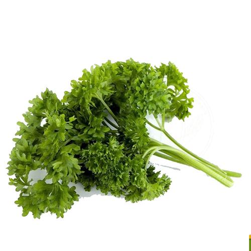 意大利欧芹的养殖方法
