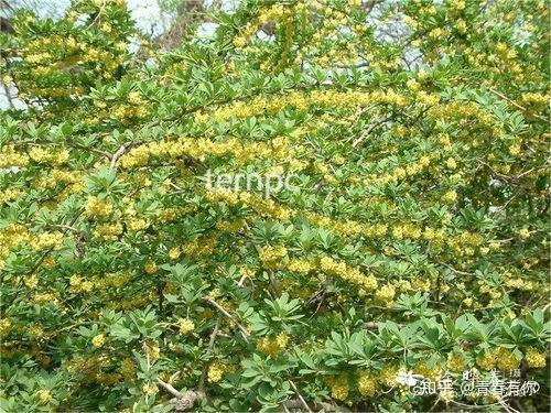 紫叶小檗黄叶的原因和处理办法