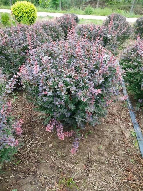 怎样对紫叶小檗进行整形修剪?