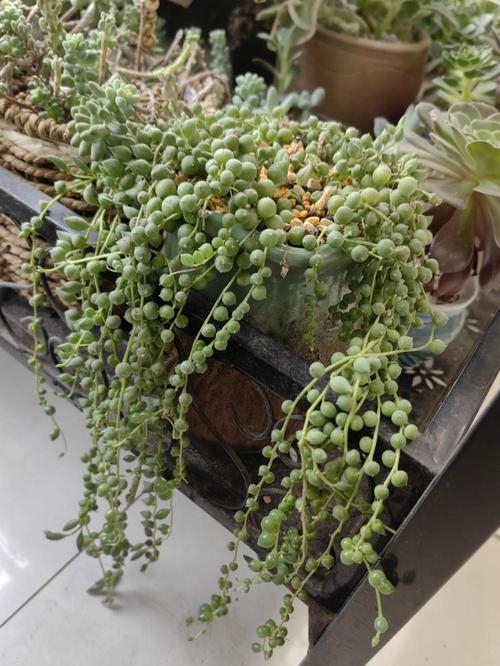 珍珠吊兰枯萎怎么处理