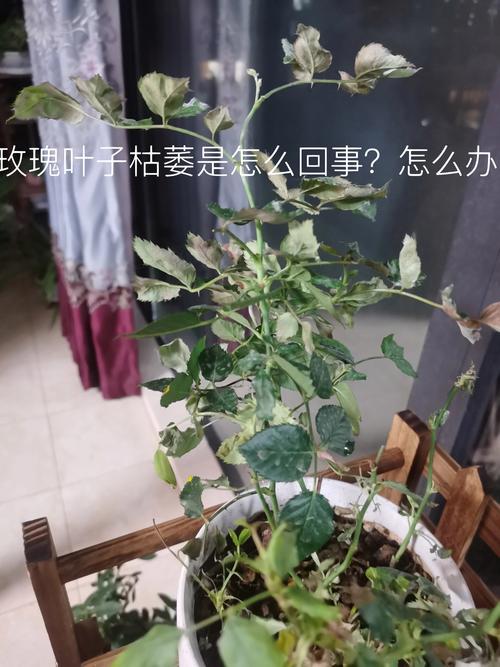 玫瑰新芽叶子发蔫怎么办?