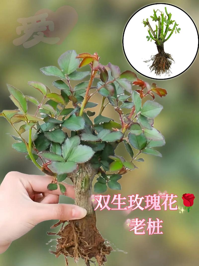 盆栽小玫瑰花怎么养,新买的花蔫了咋办