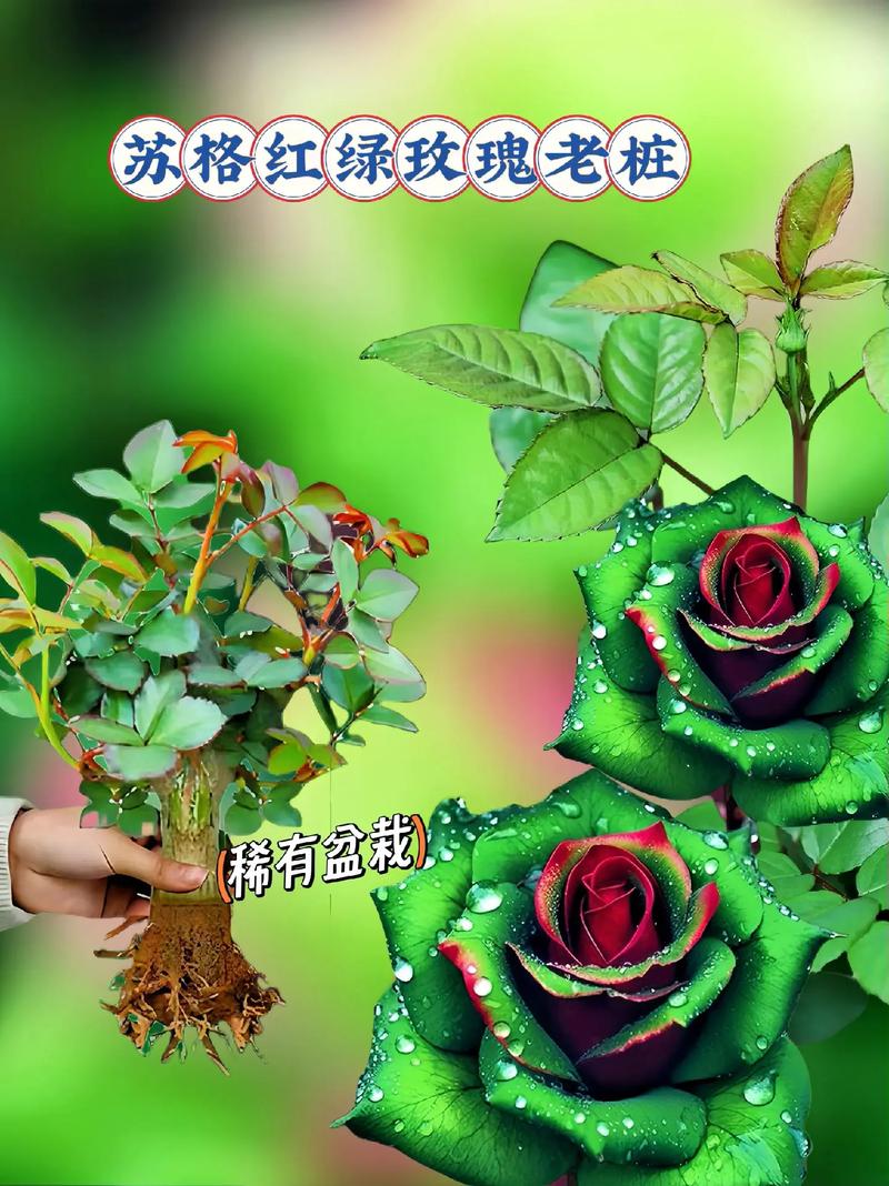 新买的盆栽玫瑰蔫了,适当光照控制水量