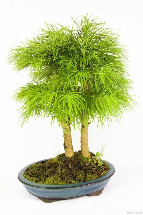 办公室摆放什么植物风水好