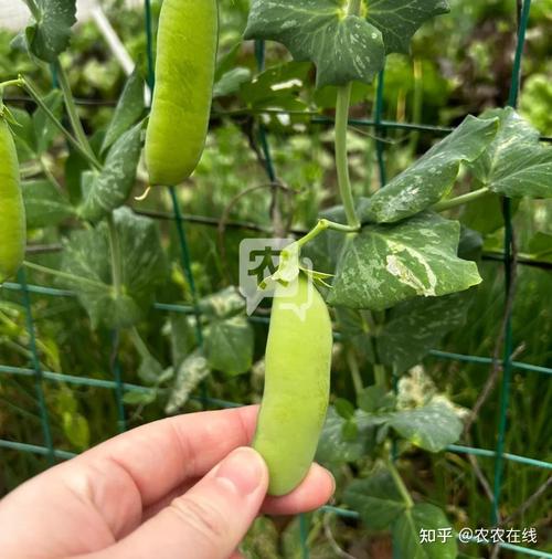 荷兰豆种植技术与管理