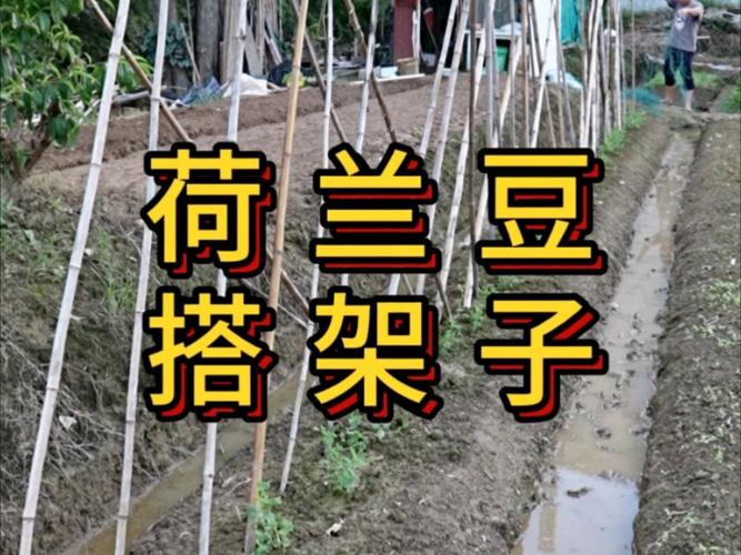荷兰豆种植时间和方法