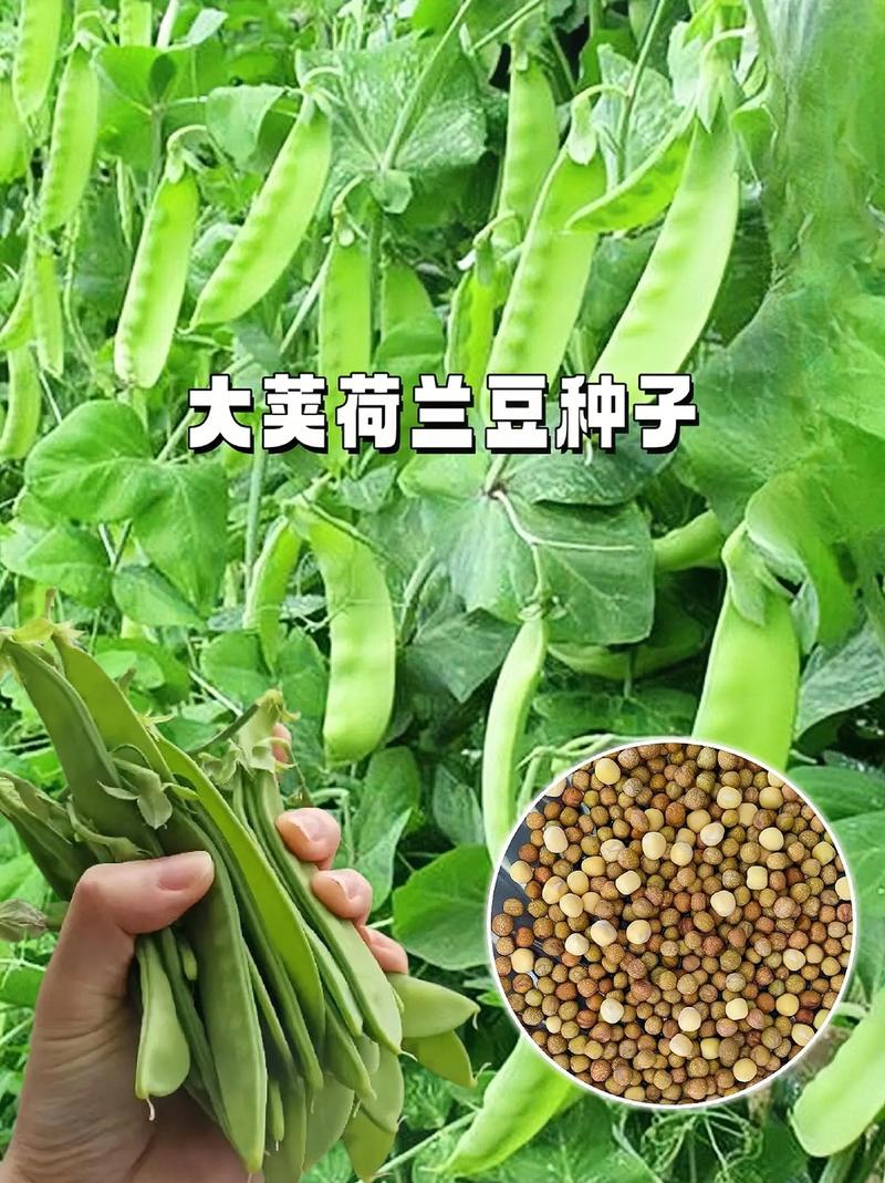 荷兰豆的种植方法与田间管理和技术