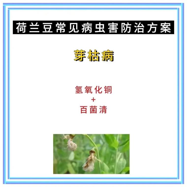 荷兰豆种植技术及病害防治