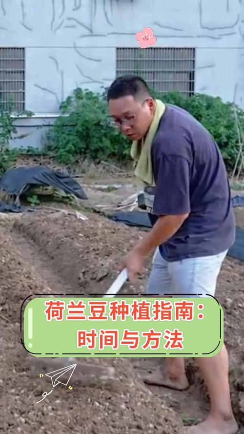 荷兰豆的种植与管理技术要点
