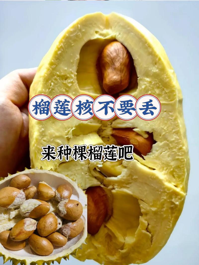 榴莲核怎么种植