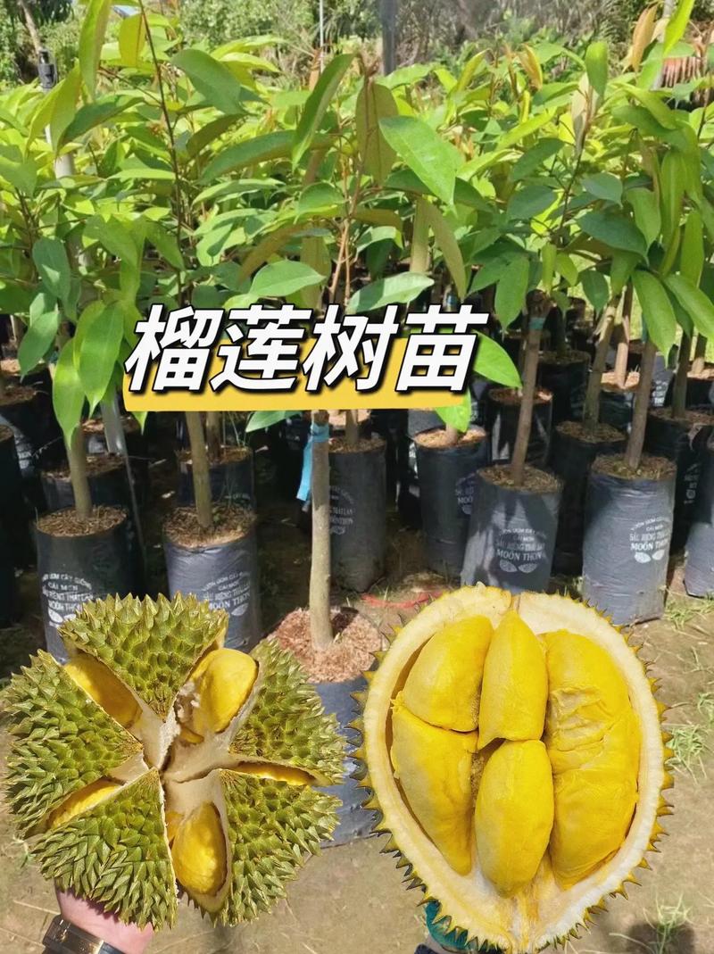 如何种榴莲