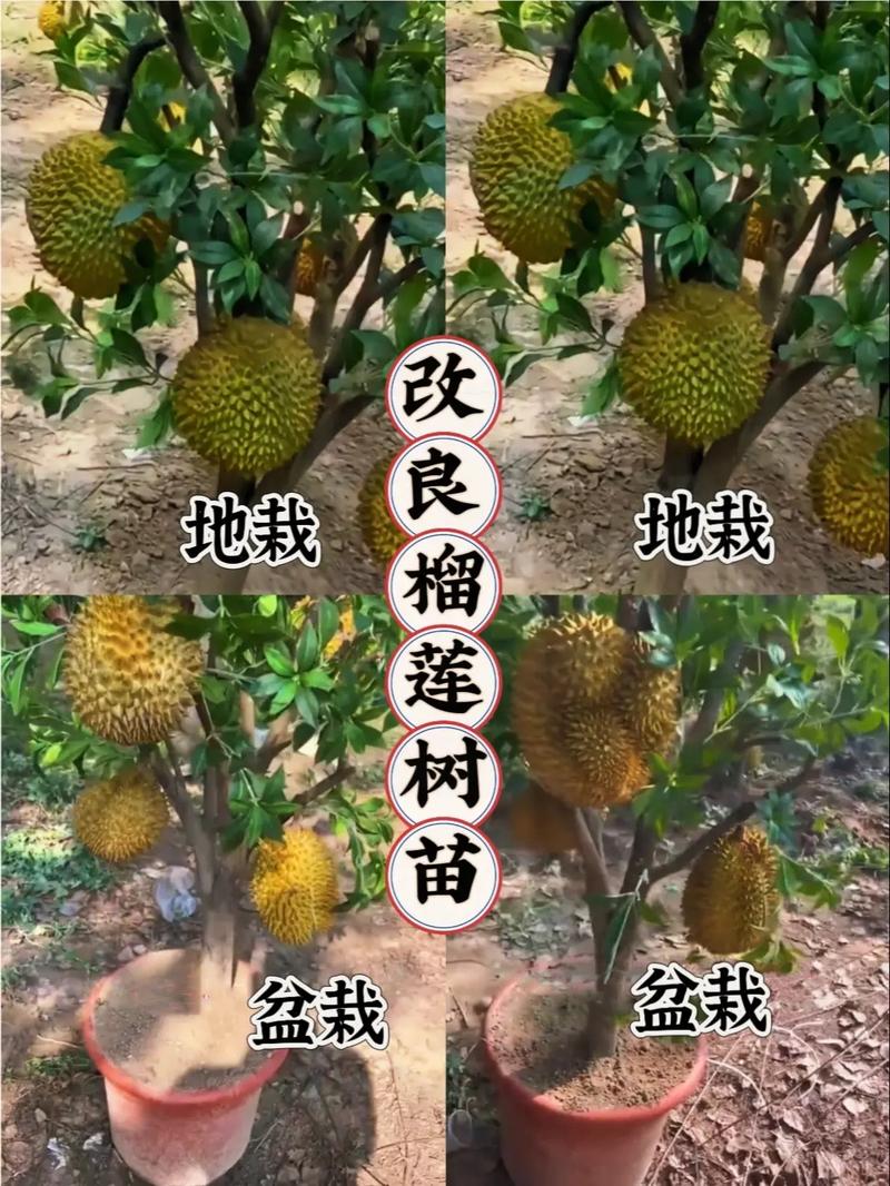 榴莲籽怎么种小盆栽,几年会结果?