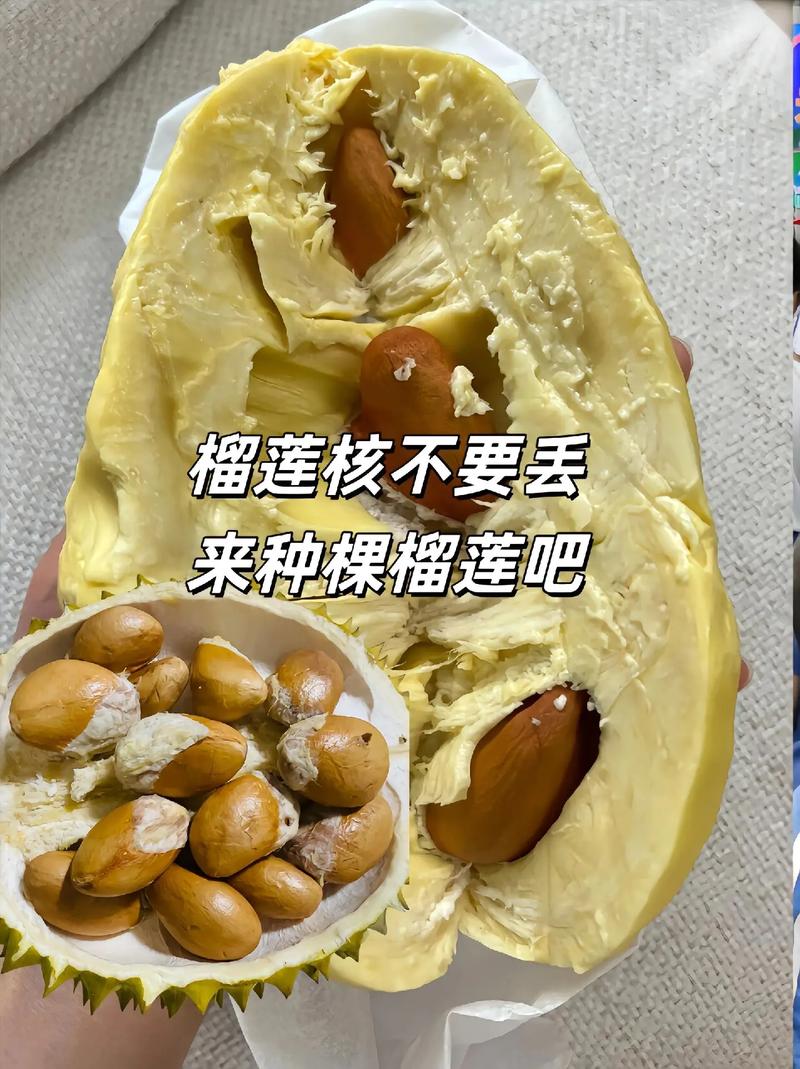 榴莲种子如何种出榴莲?