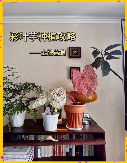 花叶芋的养殖方法和注意事项