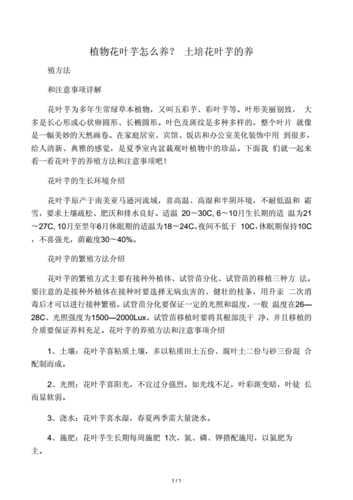 花叶芋养殖方法和注意事项(花叶芋有什么作用?)