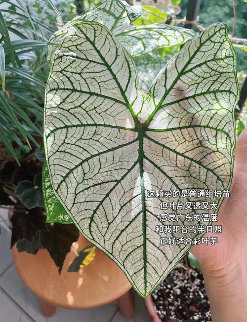 花叶芋养殖方法及注意事项介绍!养好花叶芋这些你必须了解到道!