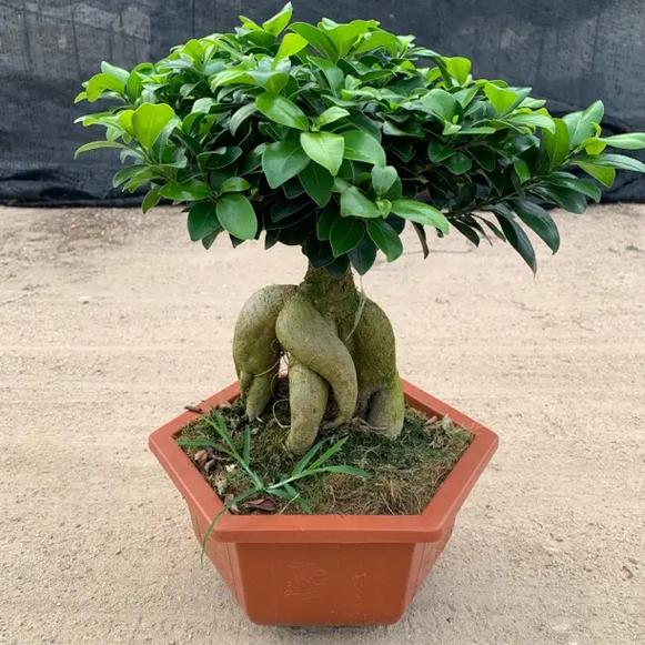 人参榕树的功效和作用