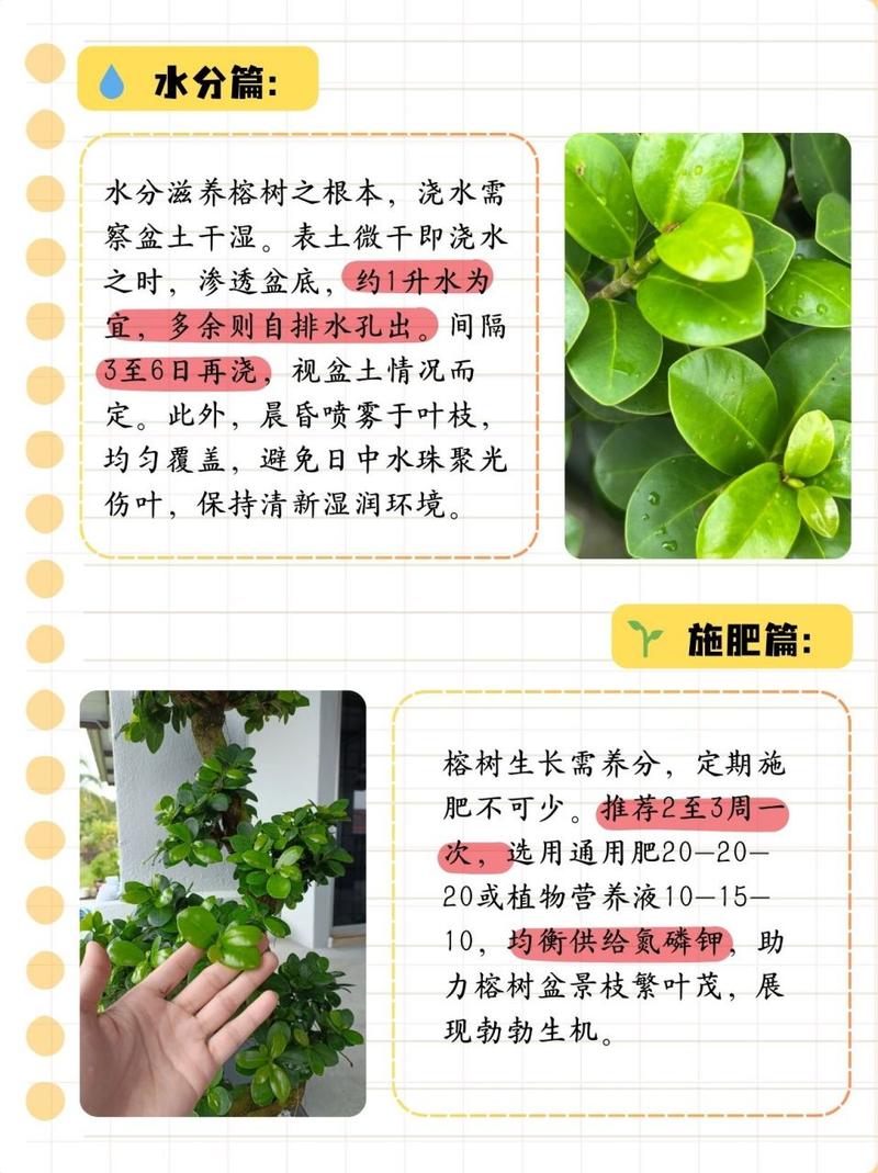人参榕怎么养殖