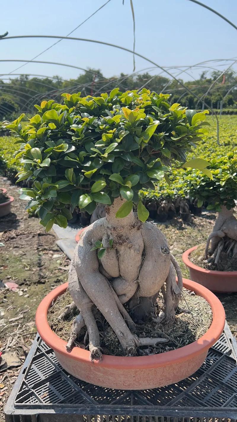 人参榕的寓意是什么