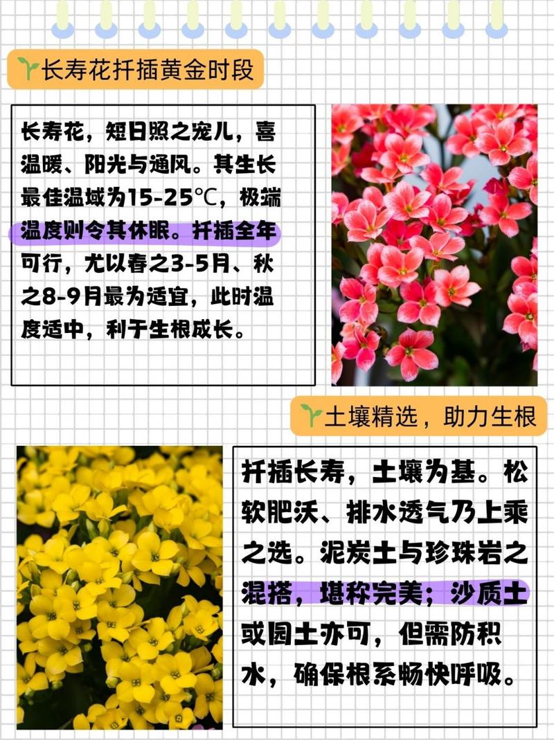 长寿花一年开几次花,什么时候开花