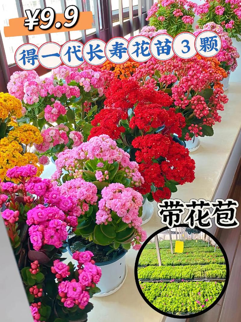 长寿花什么时候开花